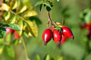 El fruto patagónico que sorprende por sus múltiples usos y propiedades