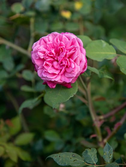 Rosa ‘Mrs. B. R. Cant’