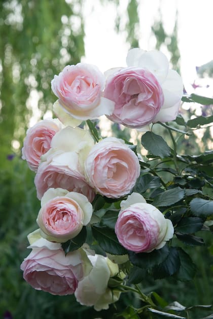Rosa 'Pierre de Ronsard', siempre estética y fácil de cuidar, ideal como trepadora.