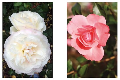 Rosa Tchaikovsky y Jardín de France