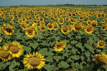 ROSARIO 06-01-2008
CAMPO DE GIRASOL EN FLOR EN LA ZONA RURAL DE ROLDA