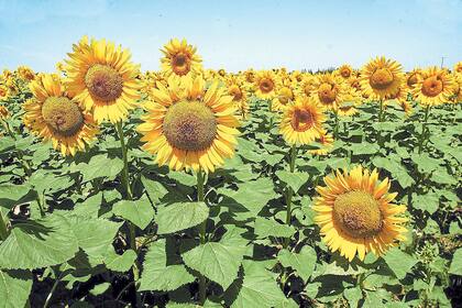 ROSARIO 06-01-2008
VISTA DE GIRASOLES EN UN CAMPO DE LA ZONA RURAL DE ROLDAN EN LA PROV. DE SANTA FE