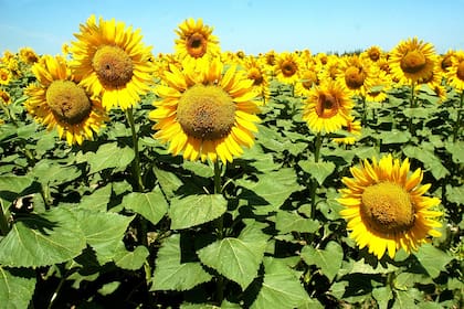Girasoles