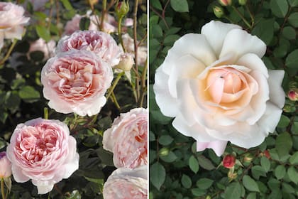 Rosas modernas: Abraham Darby (izq) y Lichfield Angel (der)