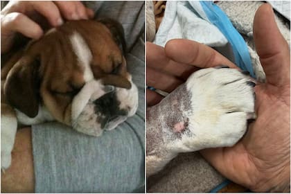 Roscoe de bebé y Roscoe ya de grande con su mano sobre la de Hamilton
