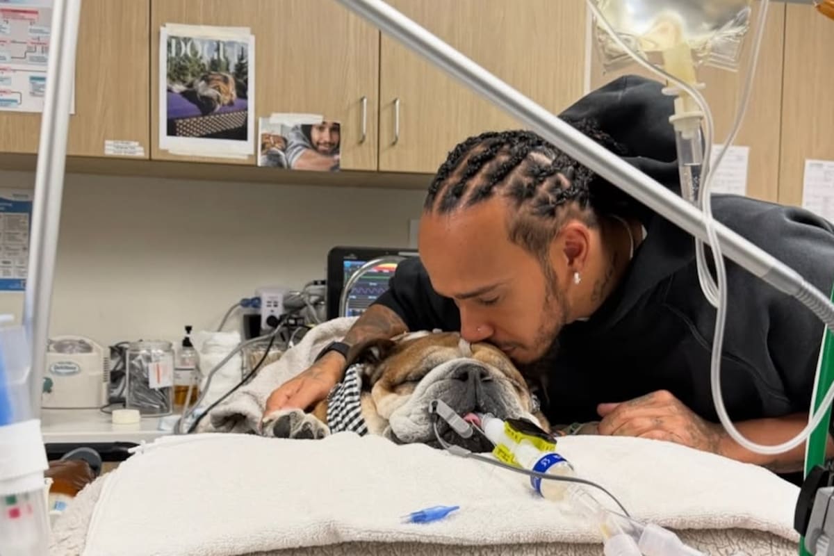 Roscoe, el perro de Lewis Hamilton se encuentra internado (Foto: Instagram @lewishamilton)