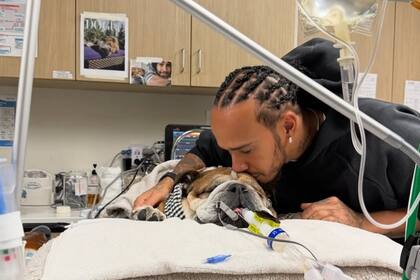 Roscoe, el perro de Lewis Hamilton se encuentra internado (Foto: Instagram @lewishamilton)