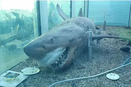 Rosie, un tiburón blanco de cinco metros de longitud, estaba en un tanque de formol en un parque acuático de Australia, fue vandalizado y ahora hay una campaña para restaurarlo