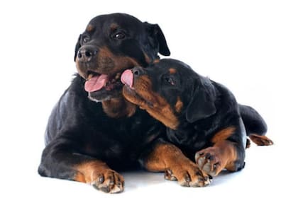 Rottweiler