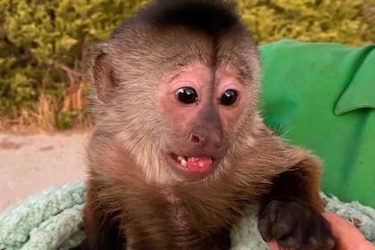 Route es el mono que desafió los límites de las capacidades de los animales y demostró lo impensado; la Policía de Estados Unidos quedó perpleja