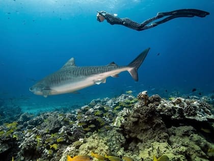 Roxy comenzó a ser un visitante habitual en temporada y demostraba reconocer a la pareja ya que se acercaba para que la ayudaran a liberarse de los hilos de pesca con los que se enredaba su cuerpo y la etiqueta satelital que llevaba adherida a la aleta dorsal