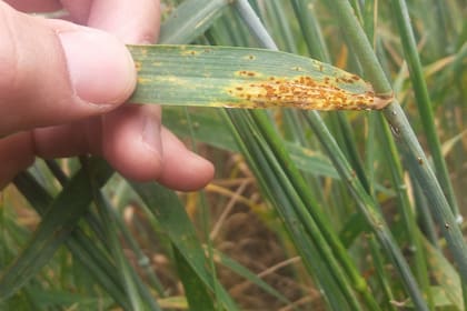 Roya negra de trigo