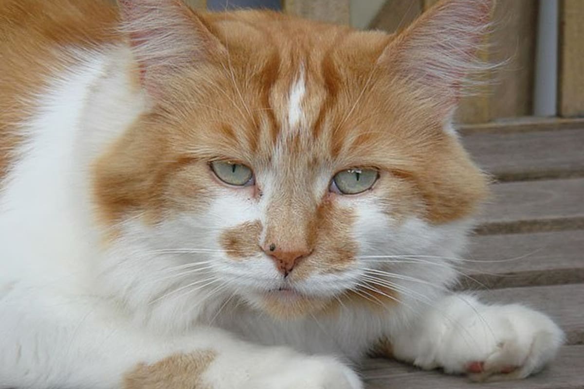 Rubble, considerado el gato vivo más longevo del mundo, murió antes de cumplir 32 años