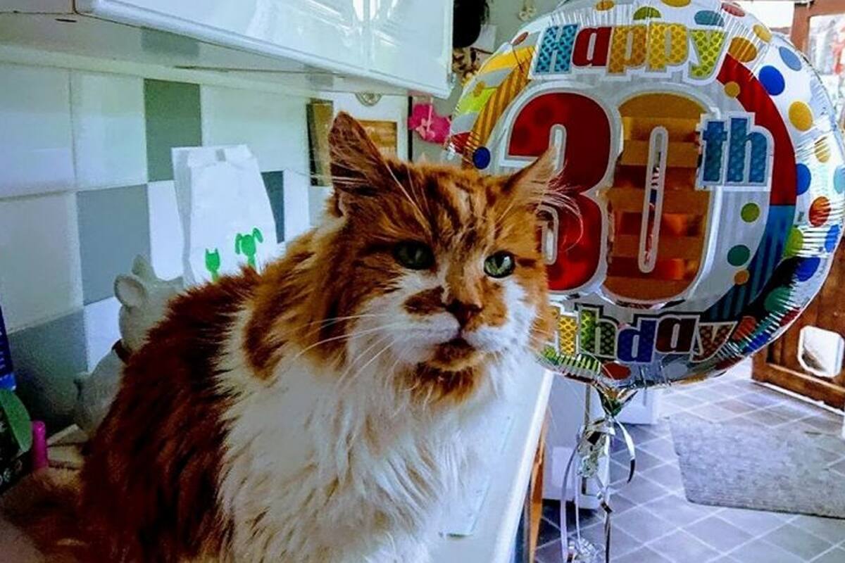 Rubbler y Michele viven juntos desde hace 30 años y el gato fue tratado como a un hijo