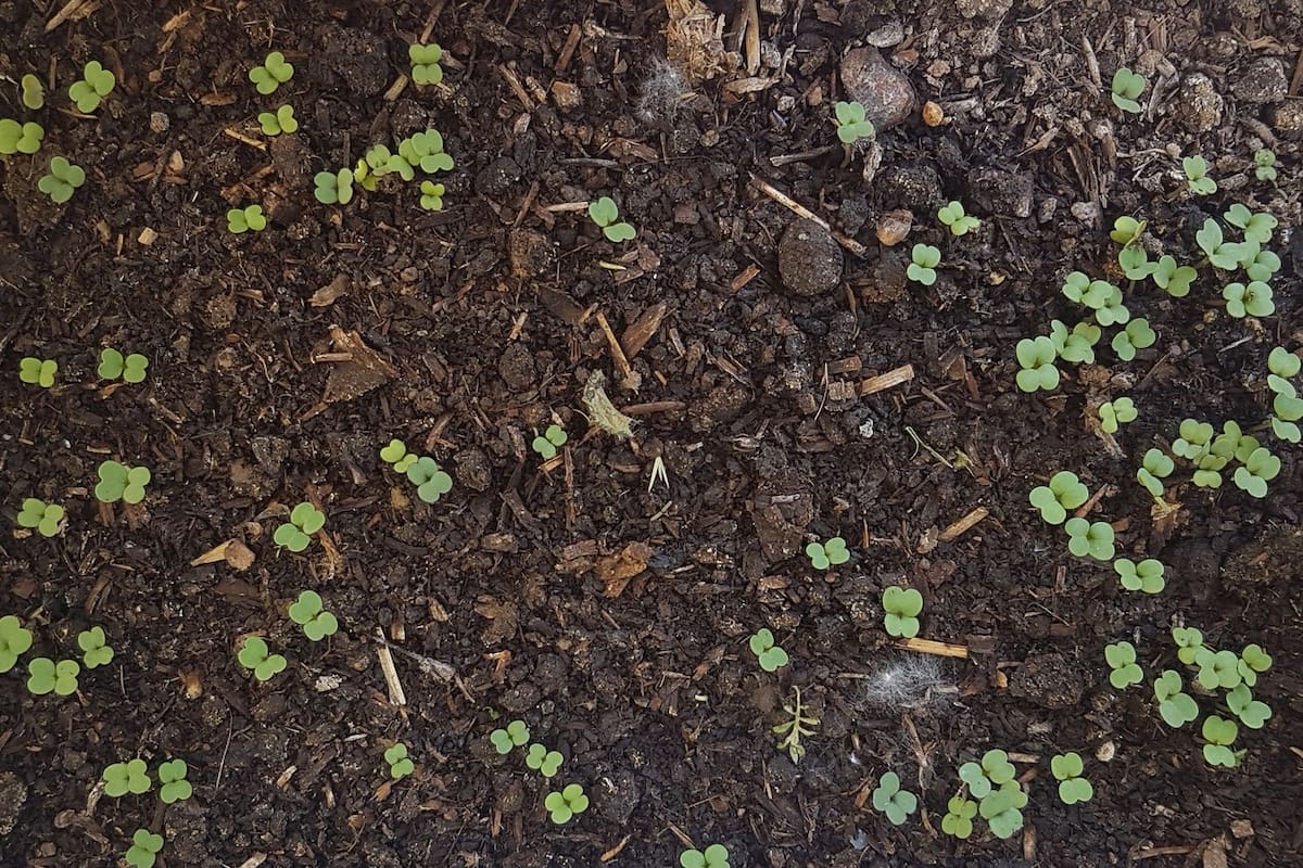 Rúculas recién germinadas; todo es cuestión de tiempo, en la huerta y fuera de ella