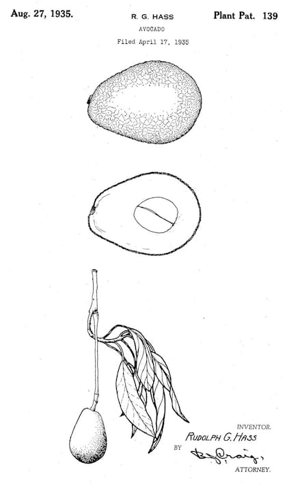 Rudolph Hass obtuvo la patente de su variedad de aguacates en 1935