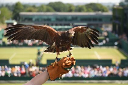 Rufus, el guardián de las canchas de Wimbledon