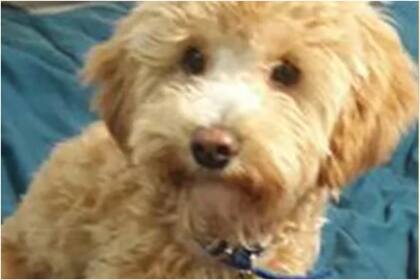 Rulo, el cachorro que fue abandonado, finalmente se reencontró con su dueña