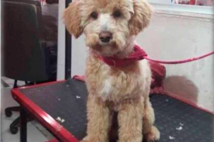 Rulo, el caniche que abandonaron en un pet shop de Villa Devoto
