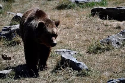 Rumania alberga a la población más grande de osos pardo de Europa