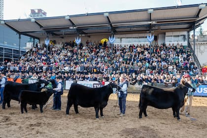 Rural de Palermo jura de grandes campeones, elección de la Gran Campeón Hembra la Raza Angus.