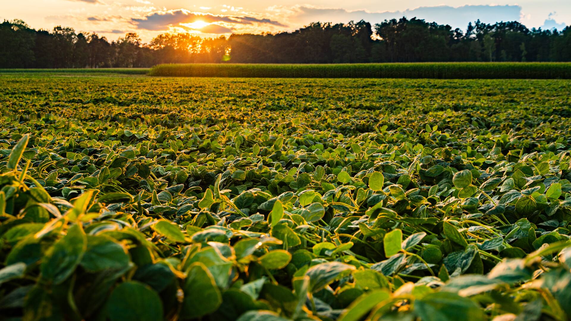 Rural landscape with fresh green soy field in sunset light, Soybean field