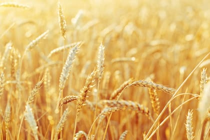Rural scenery. Background of ripening ears of wheat field and sunlight. Crops field. Selective focus. Field landscape.