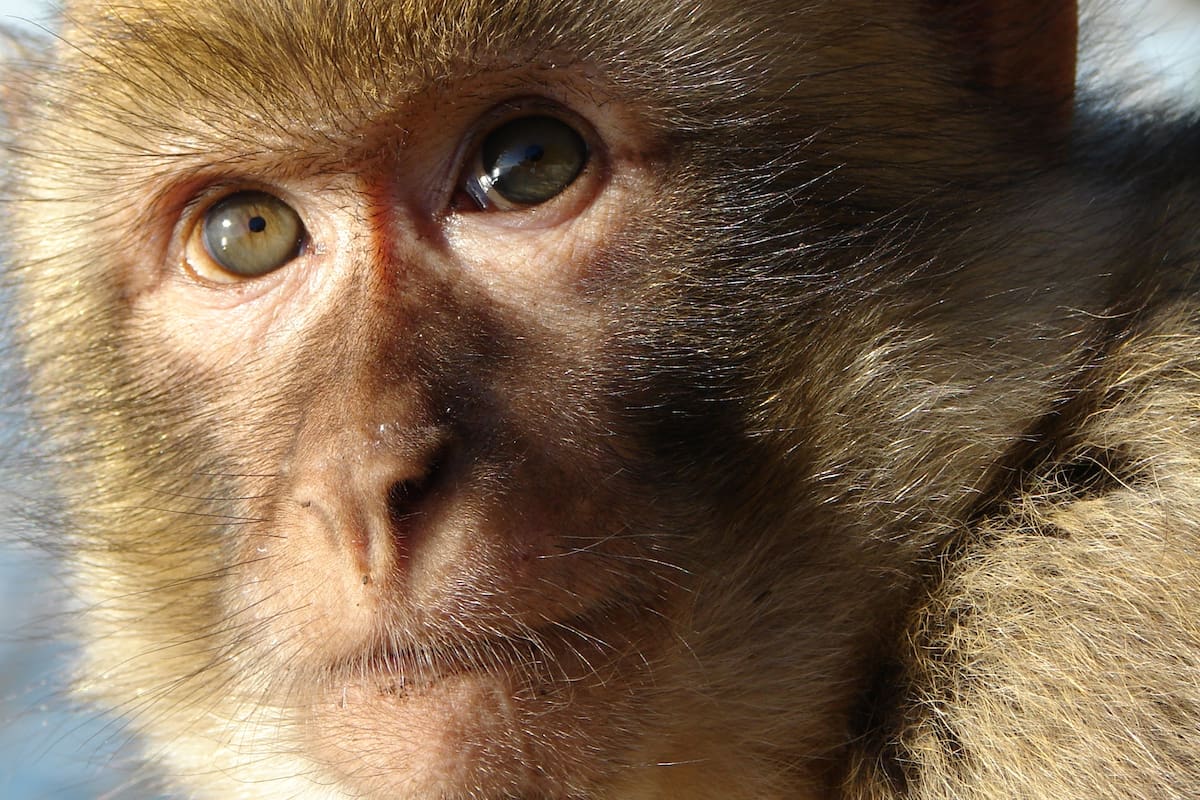 Rusia enviará un macaco a Marte en su próxima expedición