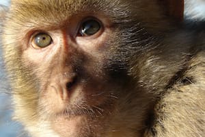Rusia enviará un macaco a Marte en su próxima expedición