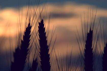 Rusia reducirá la superficie sembrada de trigo en más de un 6% en 2025, según viceministro de Agricu