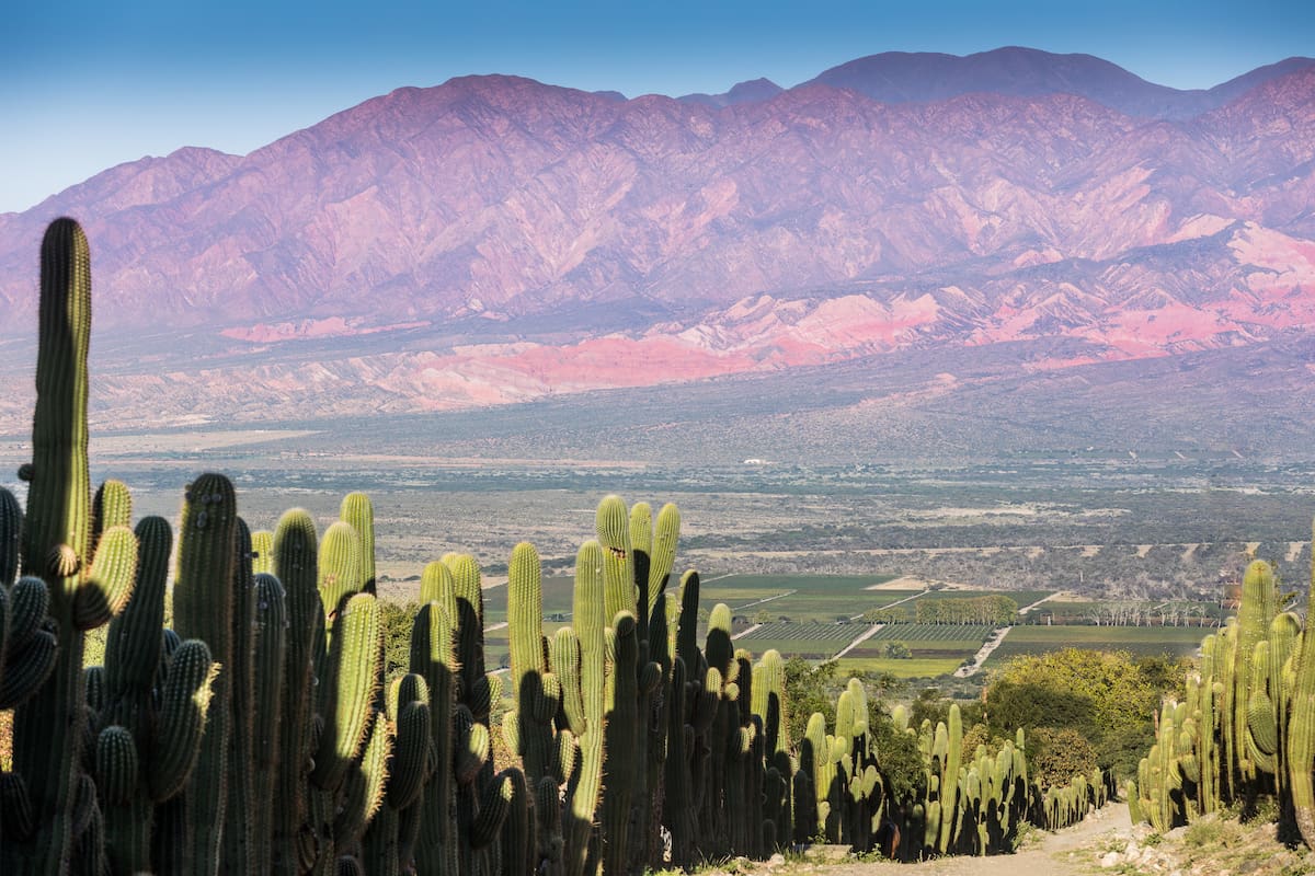 Ruta del Vino torrontés en Salta