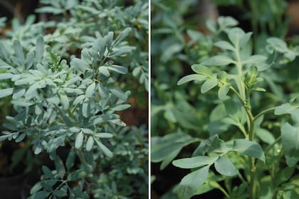 Ruta graveolens (izquierda), comúnmente llamada "ruda hembra". A la Ruta chalepensis (derecha) se la nombra popularmente como "ruda macho".