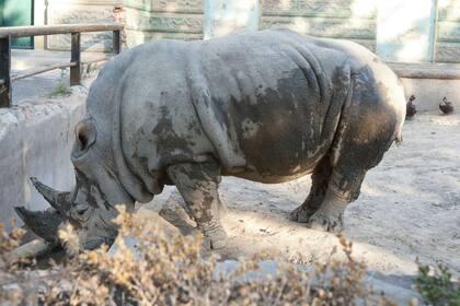 Ruth, la rinoceronta del Ecoparque porteño, se encuentra en grave estado desde hace varios días; tiene 24 años