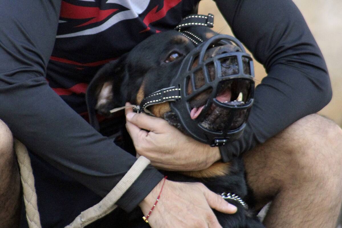 Ryder Wells fue mordido por sus rottweilers cuando tenía 21 meses. Desde entonces, se sometió a 50 cirugías