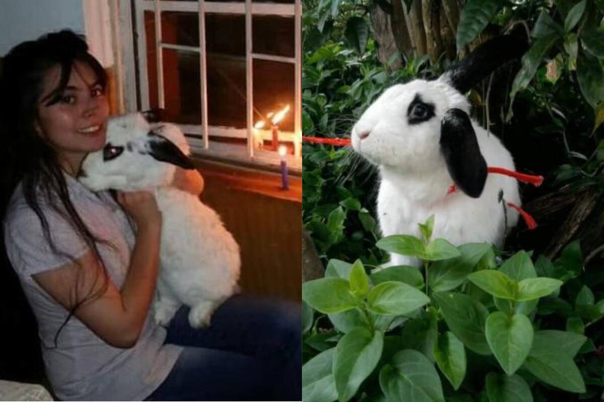 Sabbath, el conejo que evitó que robaran la casa de sus dueños en Bogotá