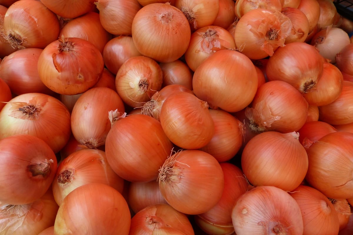 Saber cómo conservar este vegetal es clave para garantizar que se mantenga fresco por más tiempo