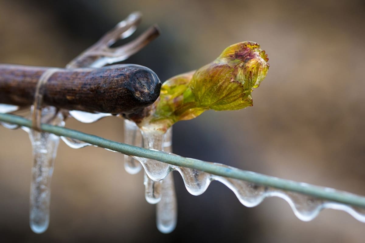 Saber cuándo se avecina una helada, un dato clave para los viñedos
