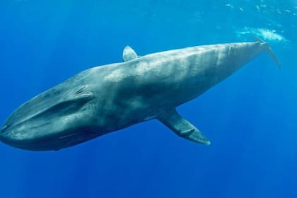 Saber que existe una nueva población de ballenas azules pigmeas es una buena noticia para su conservación
