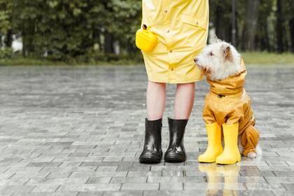 Sacar a pasear al perro es una necesidad imperiosa aún en los días de lluvia (Foto Pexels)
