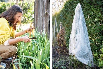 Sacar hojas secas para mantener los canteros en perfecto estado y tapar las plantas sensibles al frío