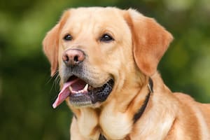 Sacar la lengua es un comportamiento natural en los perros y suele ser completamente normal