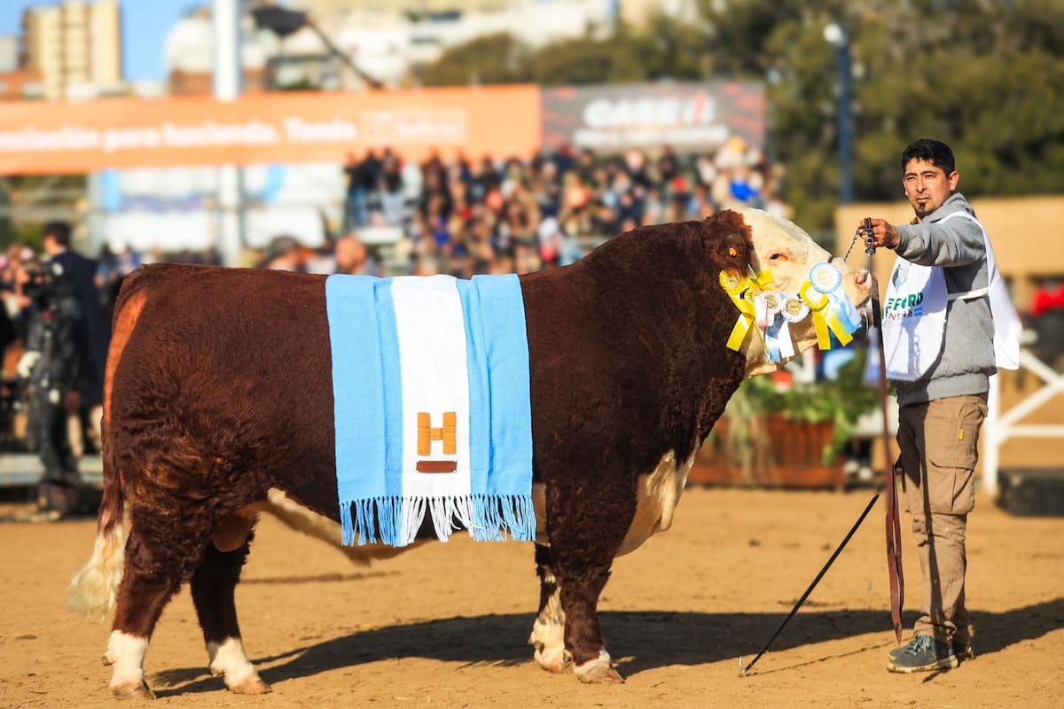 Sacerdote, el Gran Campeón Macho Hereford 2025