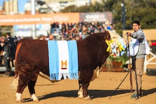 Sacerdote dio el batacazo en Hereford y una hembra hizo historia en Angus