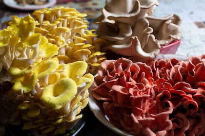 Sacro, Jaam y Donnet ofrecen platos exquisitos y sin carne; con buena ambientación y propuestas creativas, se corren del estereotipo y buscan posicionarse como lugares capaces de competir con otros restaurantes porteños