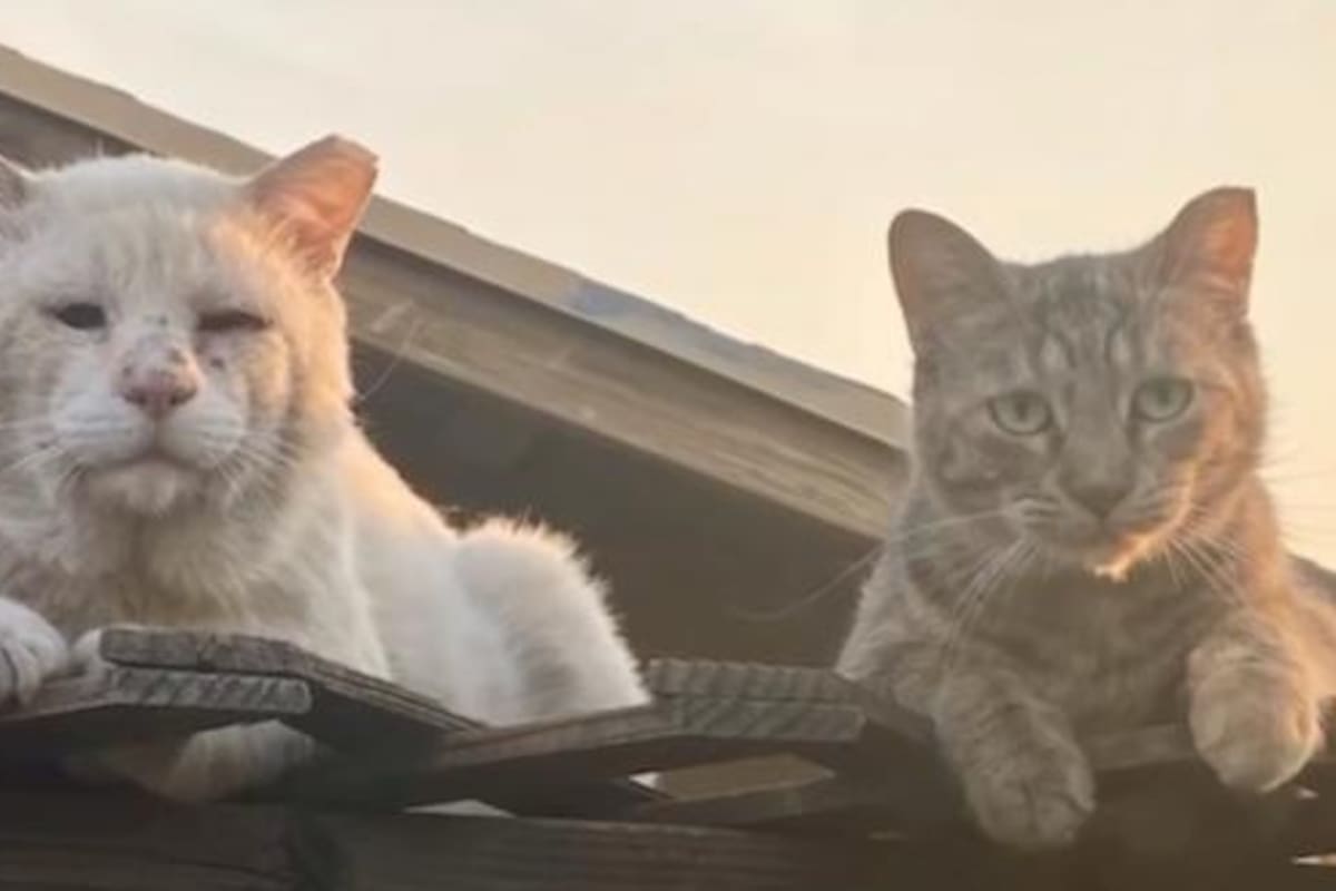 Sad Boy y Lola vivieron en la calle antes de conocerse, pero se volvieron tan inseparables cuando uno llegó a la vida de otro