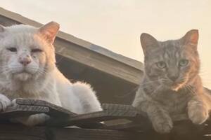 Sad Boy y Lola vivieron en la calle antes de conocerse, pero se volvieron tan inseparables cuando uno llegó a la vida de otro