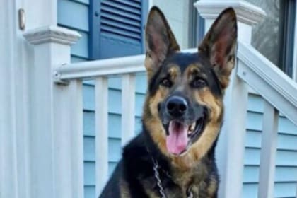 Sadie fue adoptada en plena cuarentena. Medio año después, vio a su dueño sufrir un ACV y su rápida reacción logró que el hombre pudiera ser atendido a tiempo