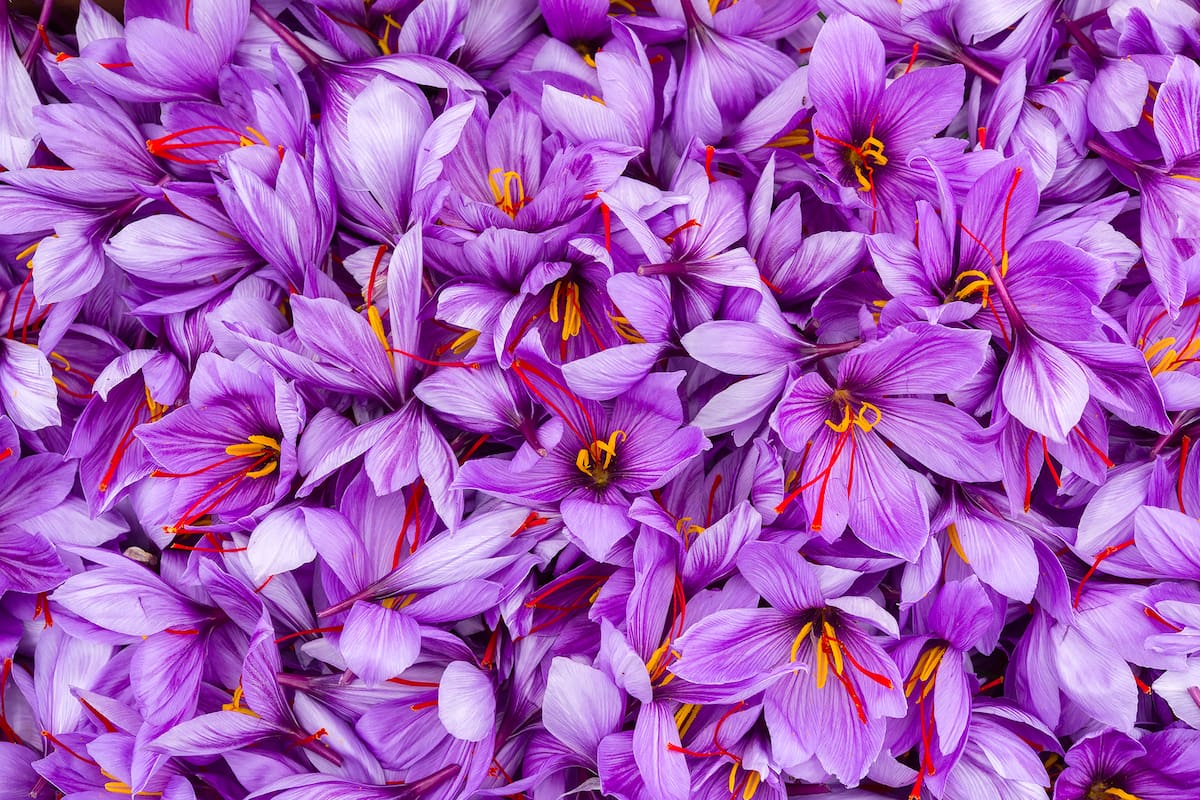 Saffron flowers. Violet petals of saffron blossom close view.