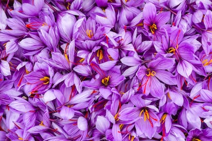 Saffron flowers. Violet petals of saffron blossom close view.
