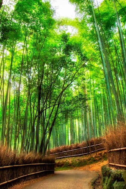 Los bosques nativos ayudan a preservar la biodiversidad